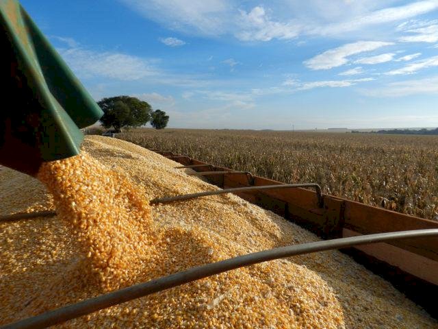 Milho: saiba o que o mercado pode esperar para os preços nesta semana