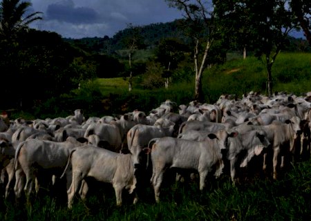 Preço do bezerro bate novo recorde; veja notícias desta terça-feira