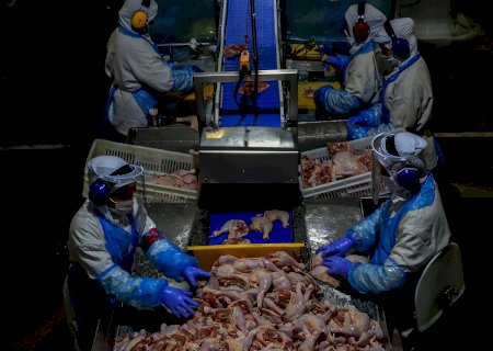 Carne de frango: Brasil e EUA perdem espaço nas exportações mundiais