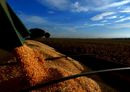 Milho: saiba o que o mercado pode esperar para os preços nesta semana