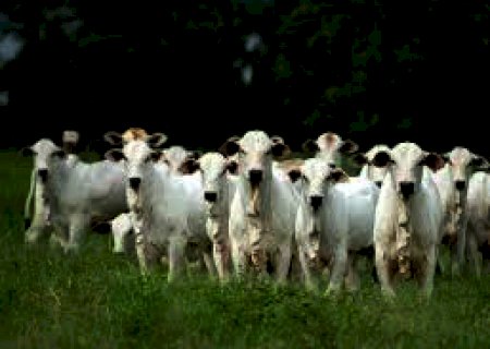 Preço do bezerro continuará firme no curto prazo, aponta Scot Consultoria