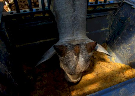 Boi, milho e soja sobem no Brasil; veja notícias desta quinta-feira