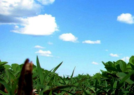 Soja Balanço Semanal: Porto de Paranaguá registra aumentos de 4,11% nos preços da soja em uma semana