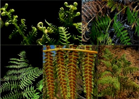 Você viu? Conheça as cinco principais plantas tóxicas que podem matar gado