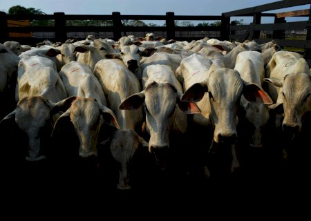 Boi gordo atinge R$ 310,5 e cotação da soja cai 3%; veja notícias desta segunda