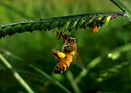 Genética de abelhas e técnicas de coleta adequadas melhoram produção de pólen e própolis