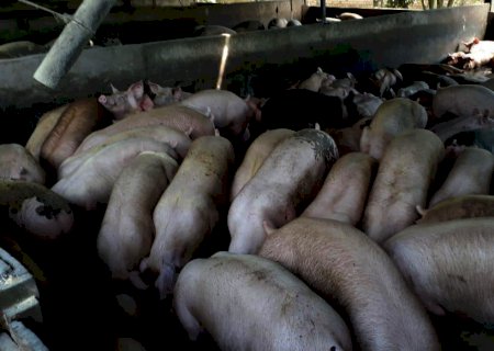 Suinocultura: saiba como selecionar as fêmeas que vão se tornar matrizes