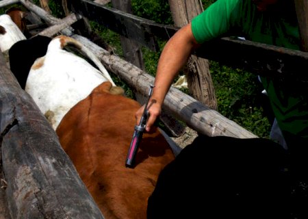 Aftosa: setor produtivo reforça cuidados mesmo após parecer da OIE