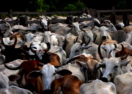 CNA: Agropecuária impede queda maior na economia em 2020