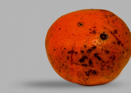 Mancha marrom: fungo resistente está distribuído pelas plantações de tangerina em SP