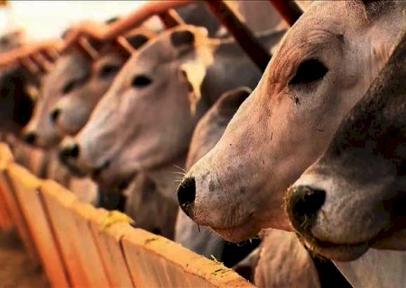 Abate de bovinos cai em MS, mas de frango e suíno batem recorde em 2020