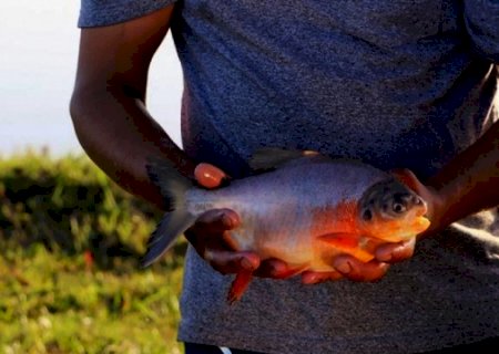 Semana Santa pode aumentar em mais de 140% na venda de pescado