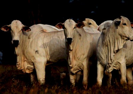 Demanda pelo boi ‘padrão China’ sobe e preço valoriza até R$ 10