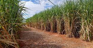 Através de satélite, PMA descobre cana em área que deveria ser de floresta