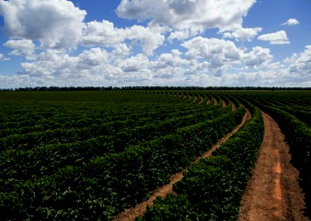 Oportunidades da agricultura no Brasil em 2021: mercado e investimentos