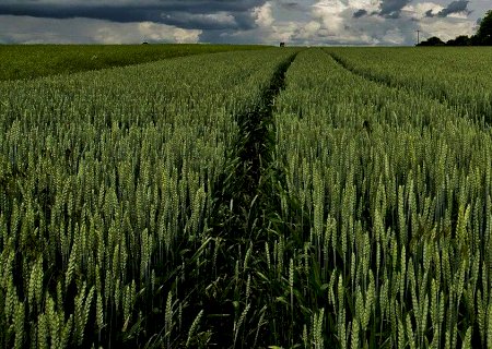 Trigo Brasil: demanda continua retraída, mas preços ainda sinalizam aumentos