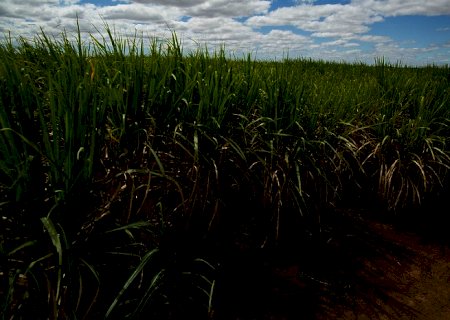 Alta do preço dos insumos vai impactar custos de produção da cana na safra 2021/2022