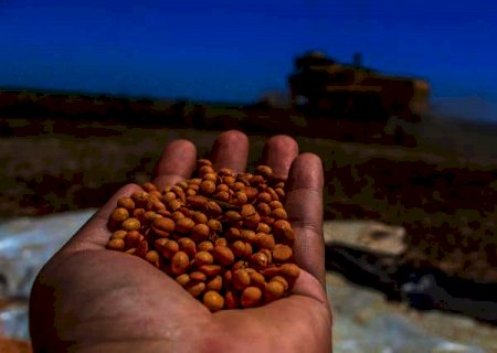 IBGE diz que safra 2021 crescer 4,2%, com recorde de 264,9 milhões de toneladas