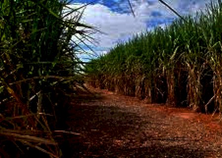 Através de satélite, PMA descobre cana em área que deveria ser de floresta