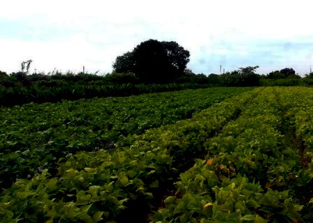 Governo altera definição de agricultor familiar