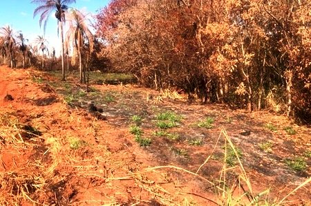 PMA de Batayporã autua usina sucroenergética em R$ 15 mil por incêndio em matas protegidas