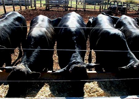‘Pecuarista deve gerir custos para aproveitar as oportunidades’