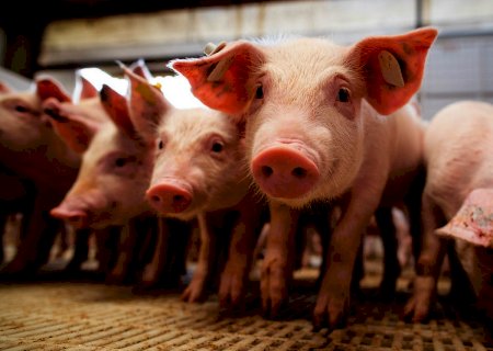 Começa em Alagoas projeto piloto para acabar com peste suína no país