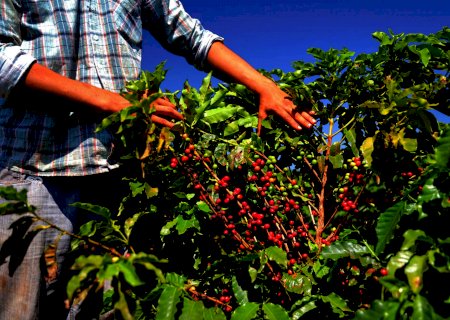 Café: clima seco e bienalidade negativa apontam queda superior a 30%