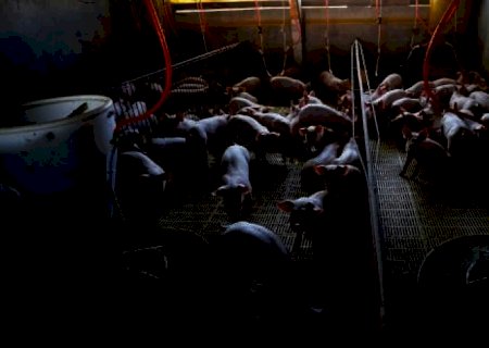 Suínos: Preços sem em queda e relação animal por milho é a pior desde 2004 | Brasilagro