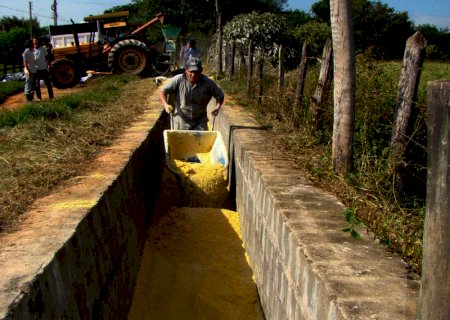 Seca prejudica oferta de silagem do rebanho leiteiro em SC