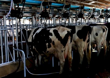 Leite: Custo de produção aumenta 2,89% em maio, diz Embrapa | Brasilagro