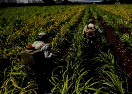 Produção de açúcar no México fica abaixo da expectativa | Brasilagro