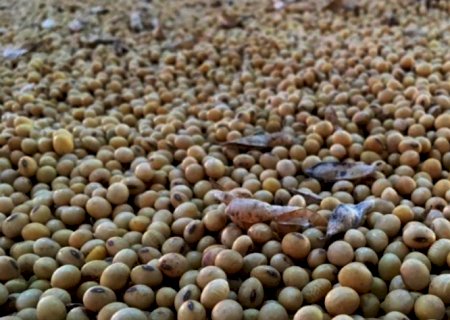 Importações de soja pela UE atingem 15,03 milhões de t no ciclo 2020/21 | Brasilagro