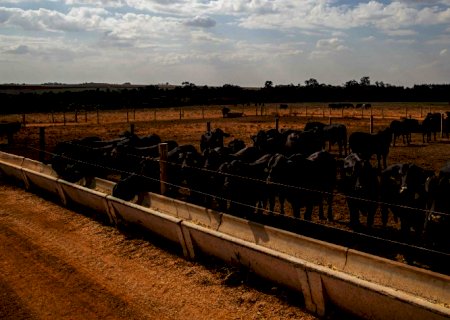 A carne não vai baixar – Por Lygia Pimentel