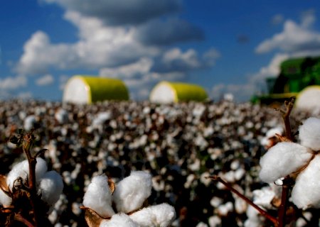 Maio bate recorde nas exportações brasileiras de algodão | Brasilagro
