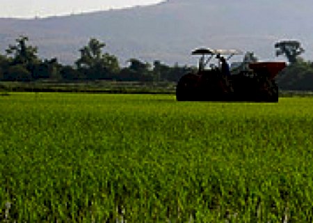 RS: Arroz pode ser usado na ração para substituir milho | Brasilagro