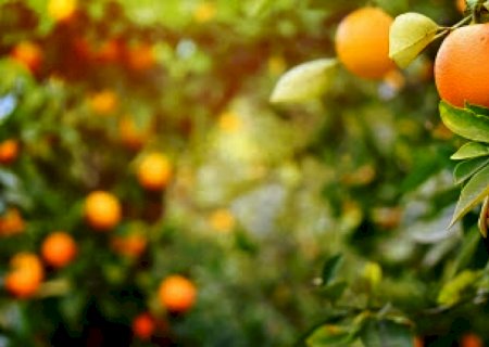 USDA: Produção de laranja deve aumentar 7,2%, para 390,8 milhões de caixas