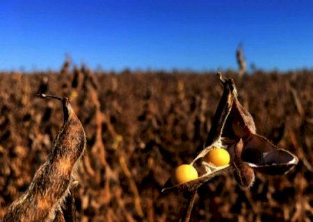 Anec reduz projeção de embarque de soja em junho