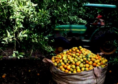 EUA consomem menos suco, anulam safra ruim no Brasil e preços derretem