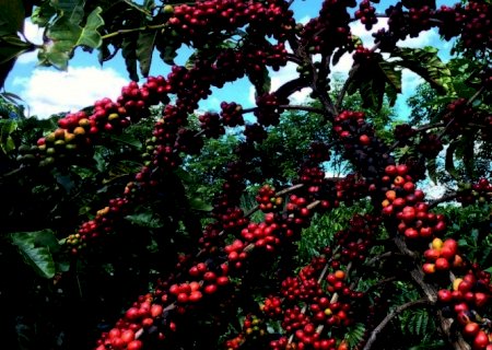 Café robusta amazônico agora tem Denominação de Origem