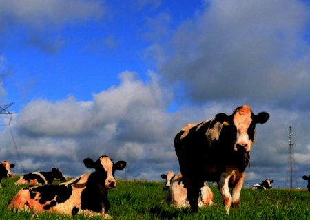 Embrapa e Nestlé iniciam parceria para produção de leite