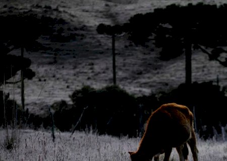 No Paraná, geadas requeimam milho, trigo e cana, e podem vir mais