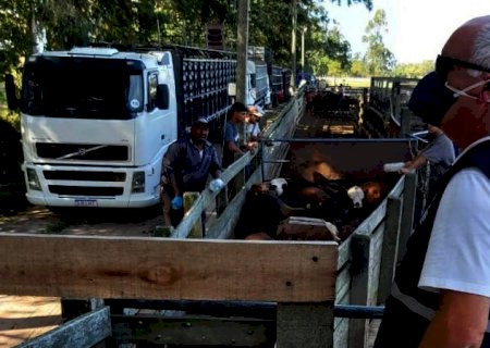 Projeto pretende dar mais autonomia para empresas na fiscalização sanitária do agro