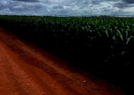 Conab reduz previsão de estoques de milho e vê safra recorde de trigo