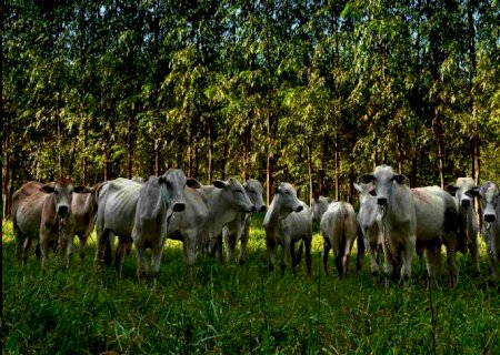 Pecuária pode gerar crédito de carbono com média lotação no pasto