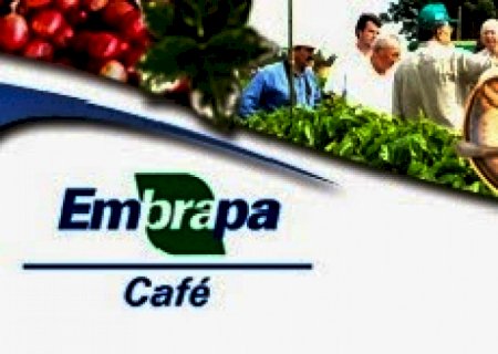 ES: 7 novas variedades de café arábica são recomendadas para plantio