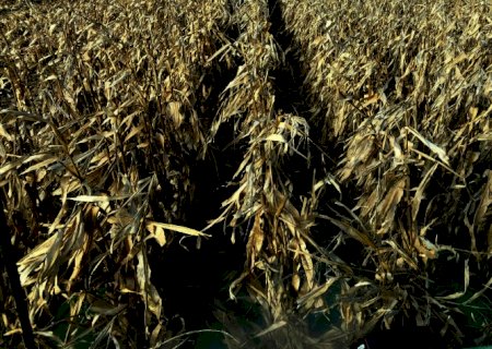 USDA: 64% da safra de milho dos EUA como boa ou excelente, soja fica em 59%