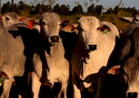 Mercado de Carnes: Empresa chinesa e Embrapa vão monitorar gado no Brasil usando sensores de cabeça