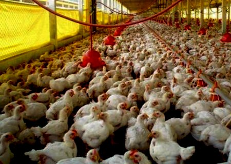 Frango: Análise Conjuntural Agromensal Julho Cepea/Esalq/USP