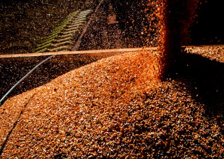 Colheita de milho safrinha 2021 atinge 72,7% da área estimada, diz Safras